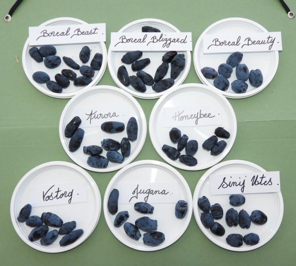 Couple de Camerisiers Sinij Utes + Vostorg en pot de 1L3