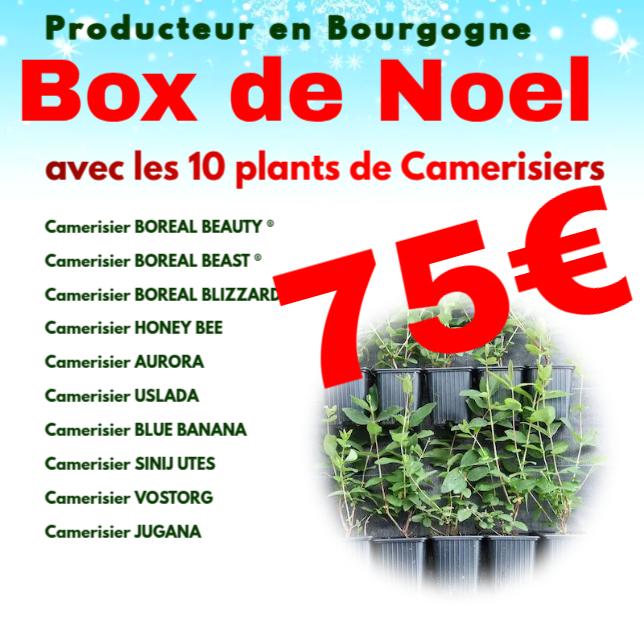 Box de Noel avec 10 plants de camerisiers