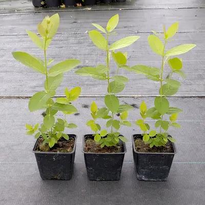 Camerisier ' Origines de l’Est '