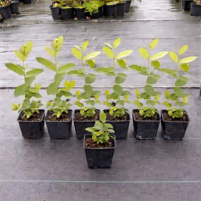 Lot de 7 camerisiers Russe