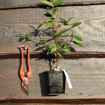 Camerisier HONEY BEE ® Godet