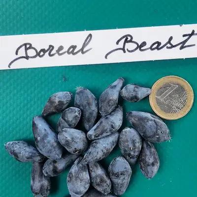 Camerisier BOREAL BEAST ® Godet