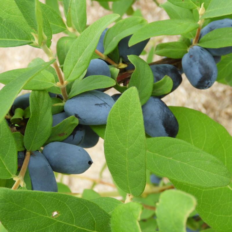 Trio de Camerisiers Boréal Beast, Boréal Blizzard et Boréal Beauty