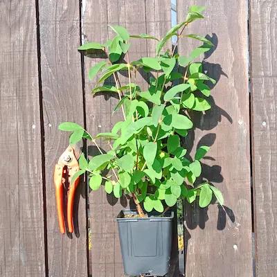 Camerisier BOREAL BEAUTY ® en Pot de 1 L3