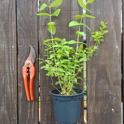 Camerisier GIANT' S HEART ® pot de 1L3