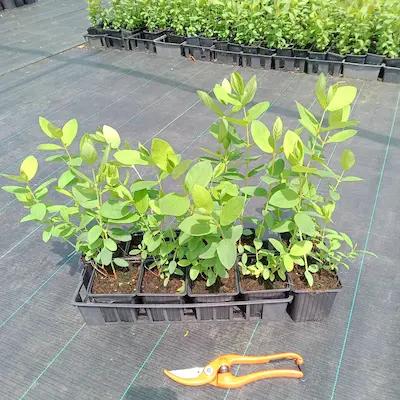 Lot de 10 camerisiers compatible