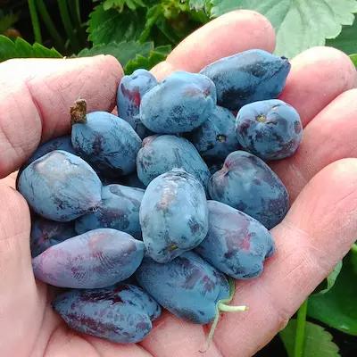 Camerisier BOREAL BEAUTY ® en Pot de 1 L3