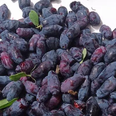 Camerisier ' KAPU ® ' Pot de 1L3