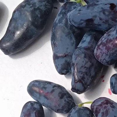 Camerisier ' Saveurs Gourmandes '