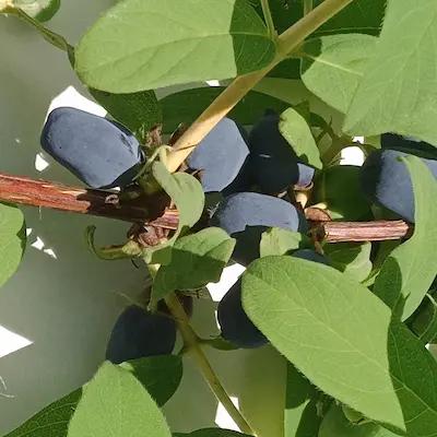 Camerisier BLUE TREASURE ® Pot de 1L3