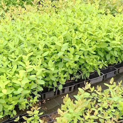 Lot de 20 Camerisiers à deguster en Frais