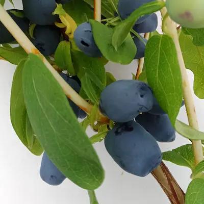 Camerisier VOSTORG ® en Pot de 1 L3