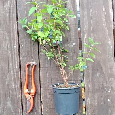 Camerisier ' TANA ® ' Pot 1L3