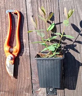 Camerisier ' KAPU ® ' Godet