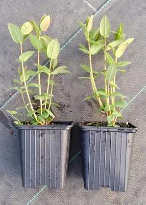 le couple Camerisier ' TANA® ' et 'Kapu®'