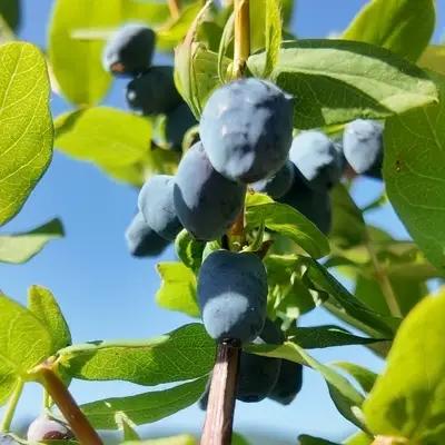 Camerisier AURORA ® en Godet