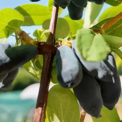 Camerisier BLUE BANANA ® Godet