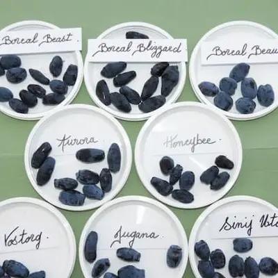 Trio de Camerisiers Boréal Beast®, Boréal Blizzard® et Boréal Beauty®