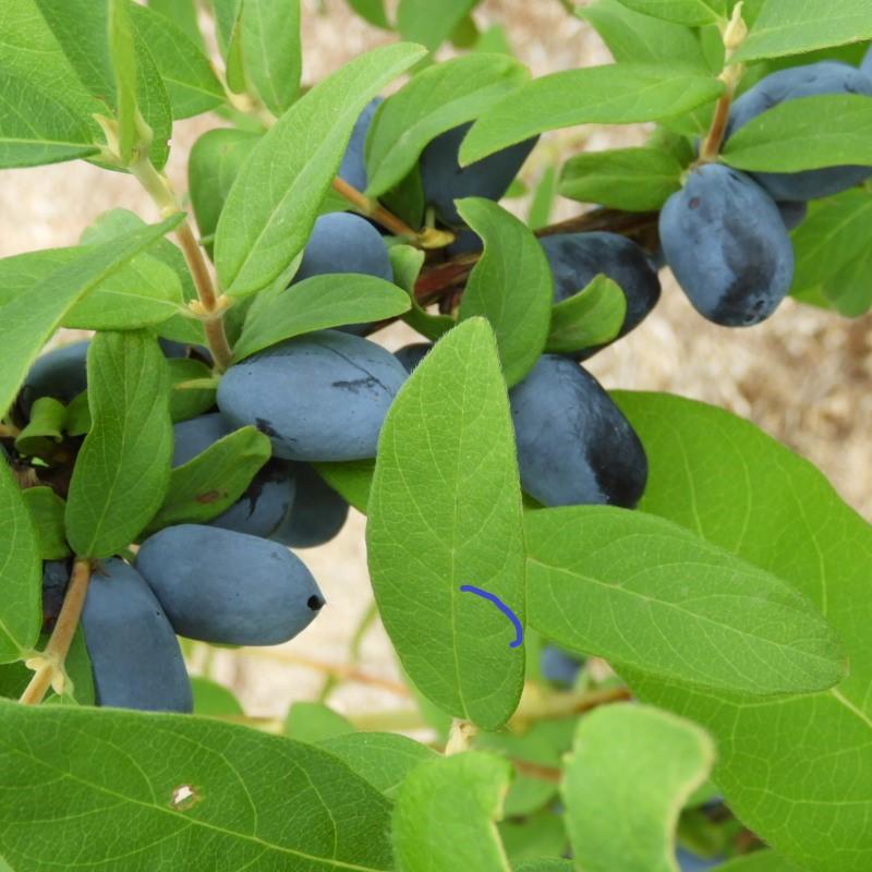 le couple Camerisier ' TANA® ' et 'Kapu®'