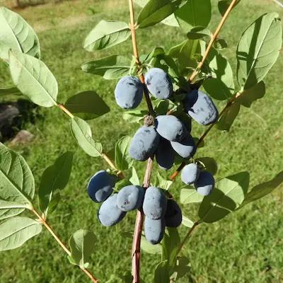 Camerisier ' Strawberry Réussi '