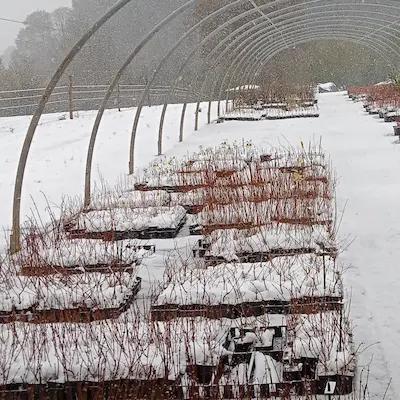 Camerisier ' Est Européen Plus '