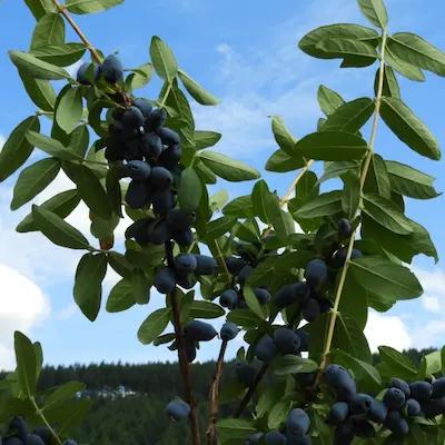 Camerisier « Douceur & Vigueur »