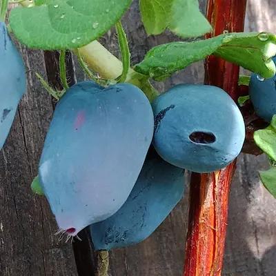 Camerisier ' Origines de l’Est '