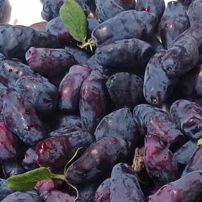 Camerisier ' Est Européen Plus '