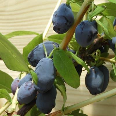 Camerisier ' TANA ® ' Godet