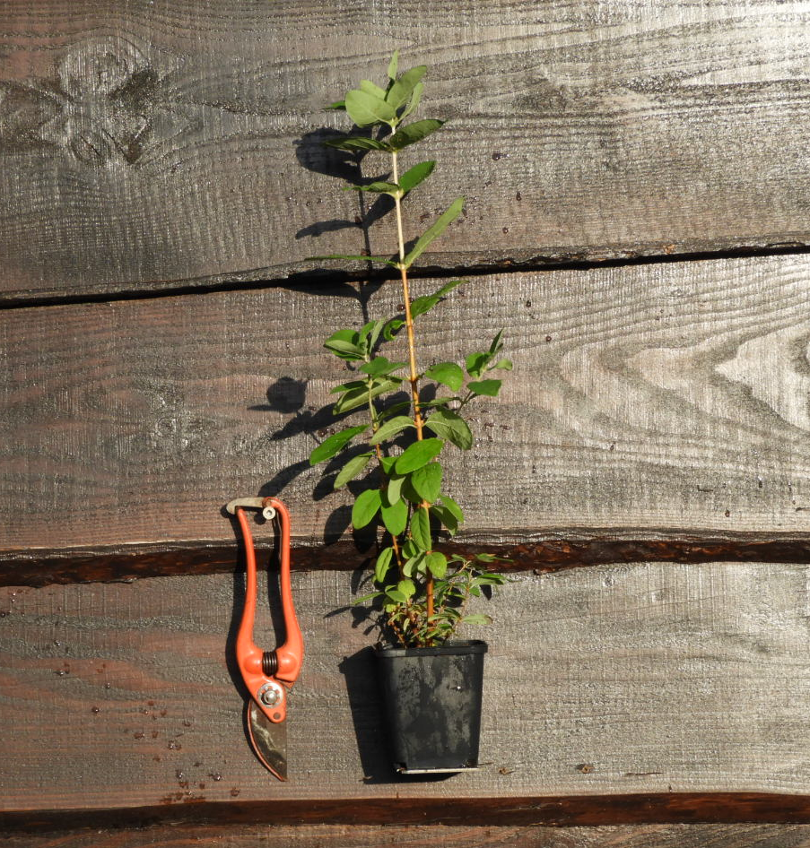 Camerisier VOSTORG ® Godet