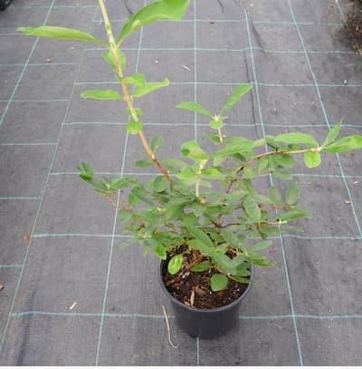 Camerisier HONEY BEE ® Pot de 1L3