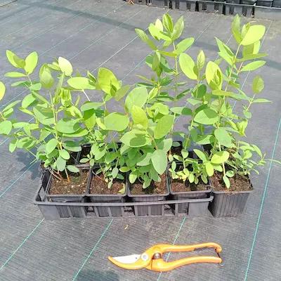 Lot de 10 plants de camerisiers