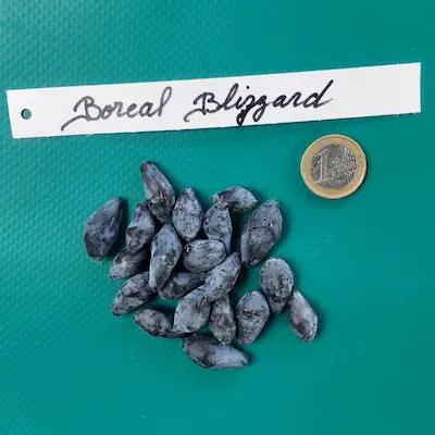 Camerisier BOREAL BLIZZARD ® Godet