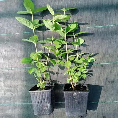 le couple Camerisier ' TANA® ' et 'Kapu®'