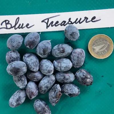 Camerisier BLUE TREASURE ® Godet