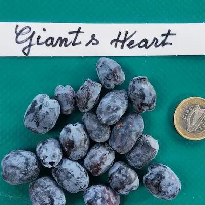 Camerisier GIANT' S HEART ® Godet