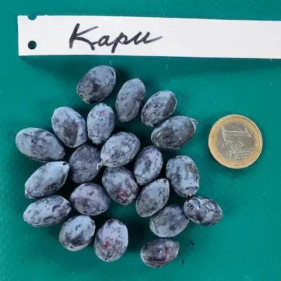 Camerisier ' KAPU ® ' Godet