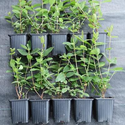 Lot de 7 camerisiers Russe