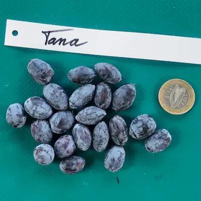 Camerisier ' TANA ® ' Godet