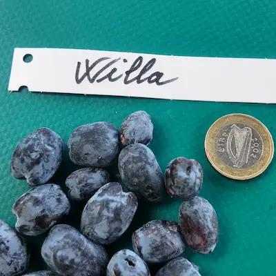 Camerisier Willa®