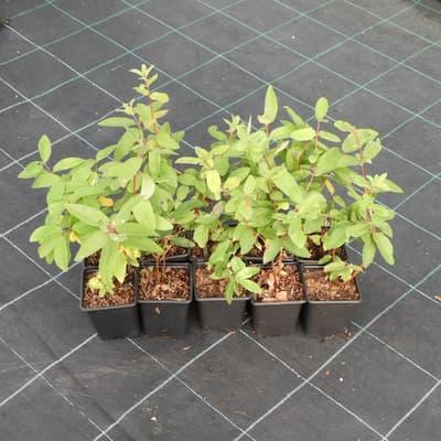 Lot de 10 camerisiers compatible