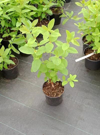 Camerisier ' KAPU ® ' Pot de 1L3