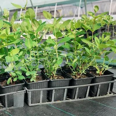 Lot de 9 plants de camerisiers