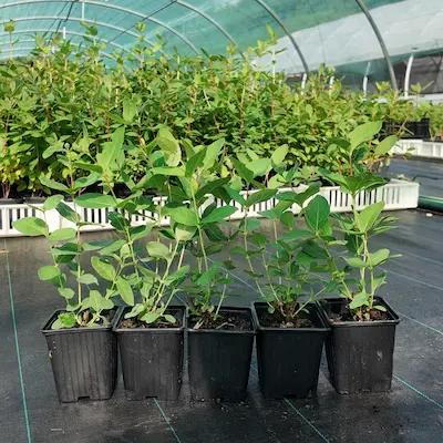 Lot de 5 plants de camerisiers