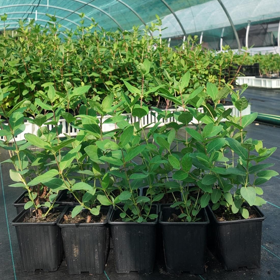 Lot de 9 plants de camerisiers