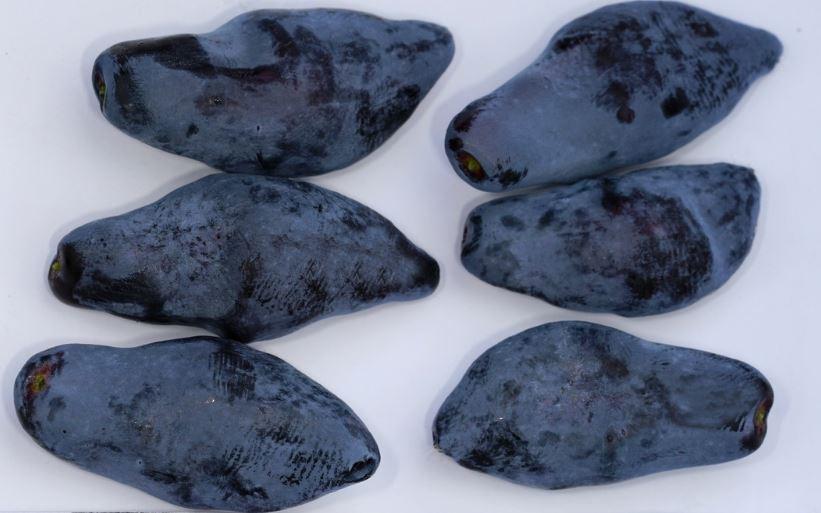 Lot de 5 camerisiers compatible