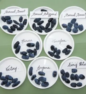 cultivars de camerisiers