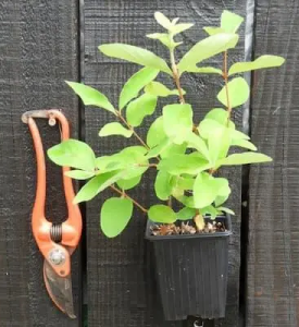 photo de camerises avec une echelle pour la taille du plant