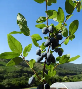 Camerisier Tana en pleine terre