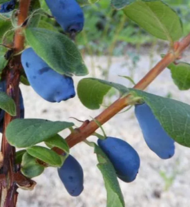 Cameriser Tana et les fruits sur une branche